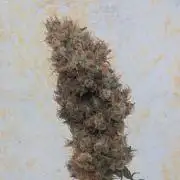 Blue Zushi - Ganja Farmer