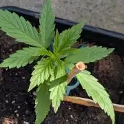 Sunset Sherbet - Outdoor