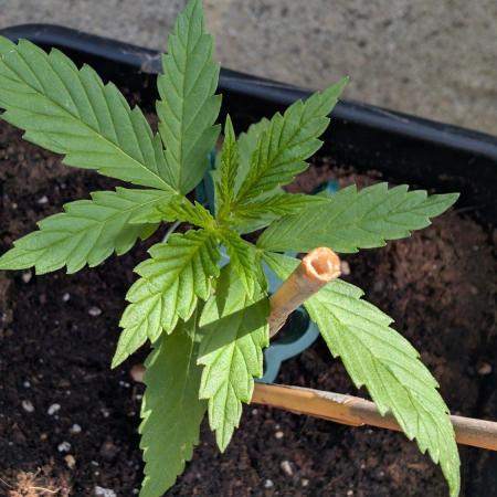 Sunset Sherbet - Outdoor