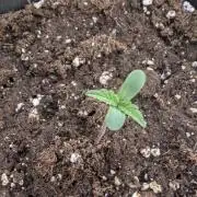 Auto Super Skunk - Outdoor
