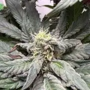 Golosa - Contest Grow - Delicious Seeds