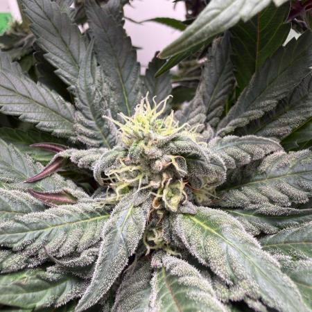 Golosa - Contest Grow - Delicious Seeds
