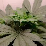 Golosa - Contest Grow - Delicious Seeds