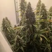 Pineapple Pulse Auto
