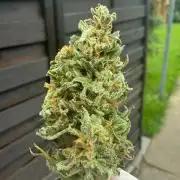Auto Super Skunk - Outdoor