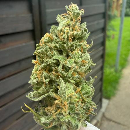 Auto Super Skunk - Outdoor