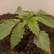 Mimosa x Orange Punch | Autopot - Athena