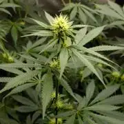 Gorilla Runtz - Seedsman