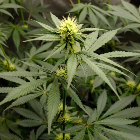 Gorilla Runtz - Seedsman