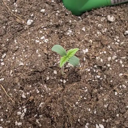 Pineapple Pulse Auto