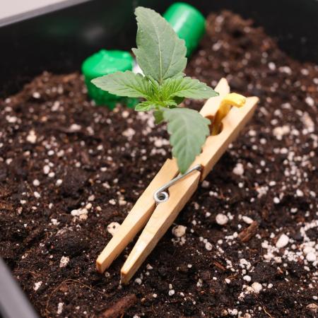Golosa - Contest Grow - Delicious Seeds