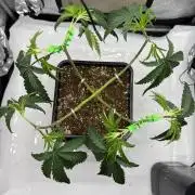 Papaya Sour Spritz - Green House Seeds