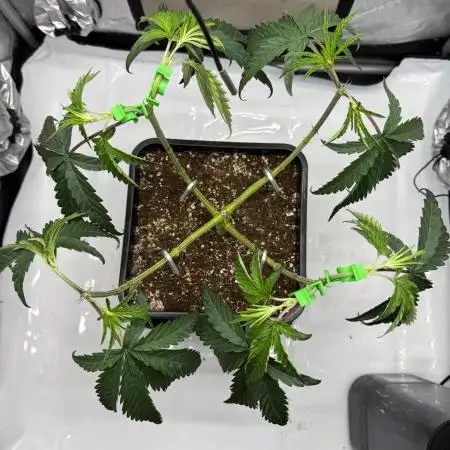 Papaya Sour Spritz - Green House Seeds