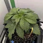 Hindu Kush | VGrow - Advanced Nutrients