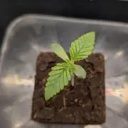 Mimosa x Orange Punch | Autopot - Athena