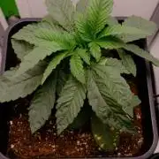 Golosa - Contest Grow - Delicious Seeds