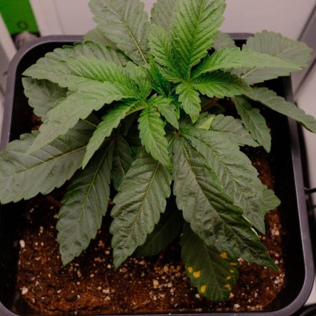 Golosa - Contest Grow - Delicious Seeds