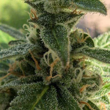 Auto Super Skunk - Outdoor