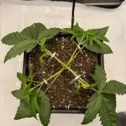 Papaya Sour Spritz - Green House Seeds