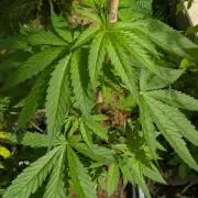 Sunset Sherbet - Outdoor