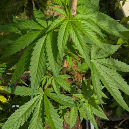 Sunset Sherbet - Outdoor
