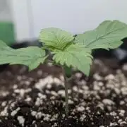 Hindu Kush | VGrow - Advanced Nutrients