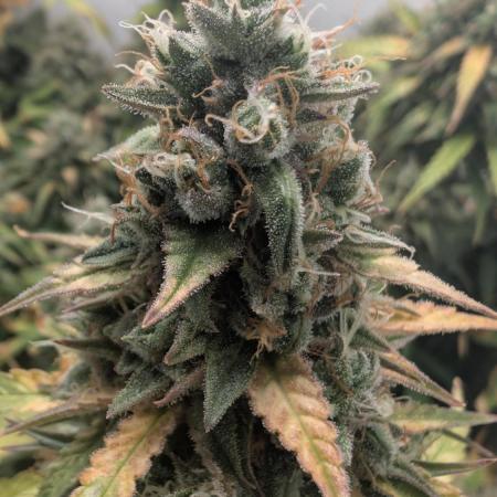 Pineapple Pulse Auto