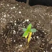 Papaya Sour Spritz - Green House Seeds