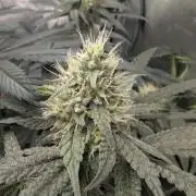 Gorilla Runtz - Seedsman