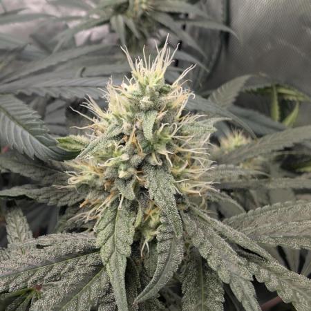 Gorilla Runtz - Seedsman