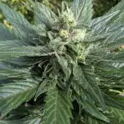 Wild Thai Automatic