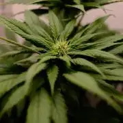 Golosa - Contest Grow - Delicious Seeds