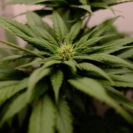 Golosa - Contest Grow - Delicious Seeds