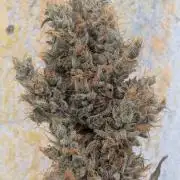 Gorilla Runtz - Seedsman