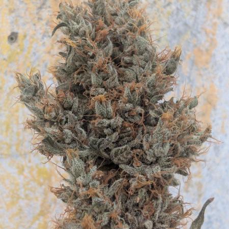 Gorilla Runtz - Seedsman