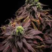 Golosa - Contest Grow - Delicious Seeds