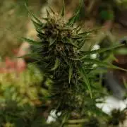 Strawberry Banana Auto - Outdoor