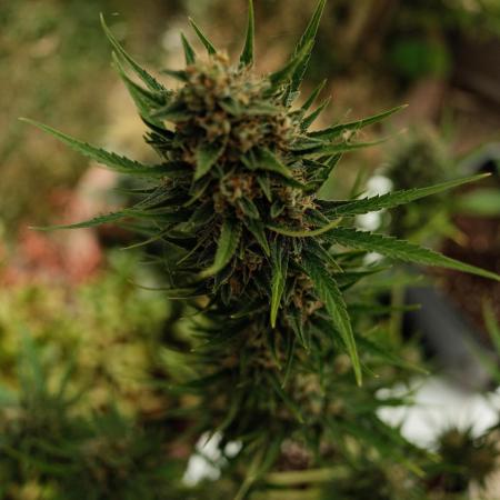 Strawberry Banana Auto - Outdoor