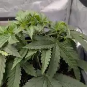 Gorilla Runtz - Seedsman