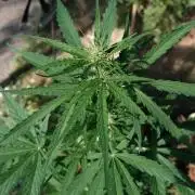 Auto Super Skunk - Outdoor