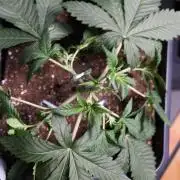 Blue Zushi - Ganja Farmer