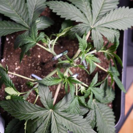 Blue Zushi - Ganja Farmer