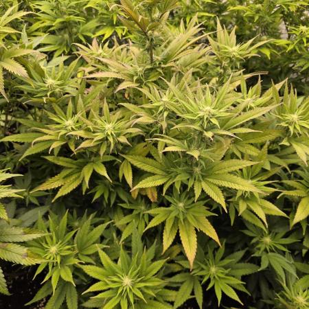 Mandarin Cookies Steckling