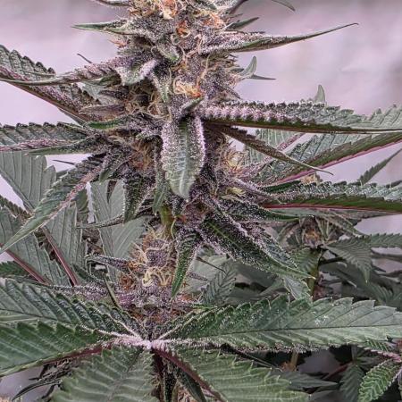 Super Buff Cherry● Colorado Nightshifter
