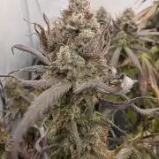 Mandarin Cookies Steckling