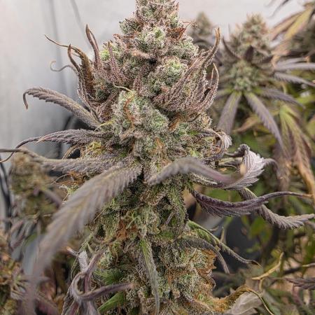 Mandarin Cookies Steckling