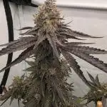 Sherb Creme Pie Steckling