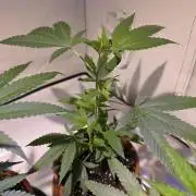 Mandarin Cookies Steckling