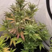 Mandarin Cookies Steckling