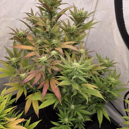 Mandarin Cookies Steckling